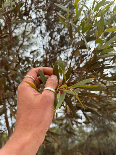 Eucalyptus eremophila, photograph 5