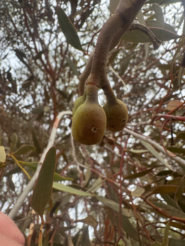 Eucalyptus eremophila, photograph 2