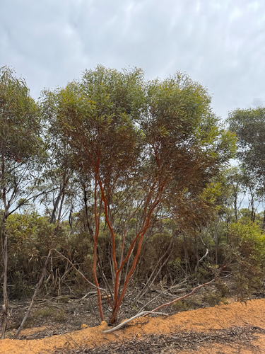 Eucalyptus eremophila, photograph 6