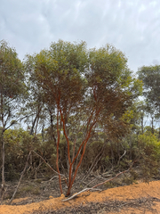 Eucalyptus eremophila, photograph (c) Tyler Anthony, some rights reserved (CC BY)