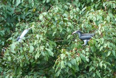 Ocyceros gingalensis