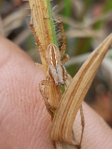 Marsh Orbweaver
