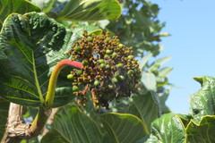 Palicourea rigida