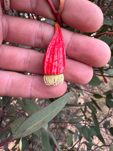 Eucalyptus forrestiana, photograph 5
