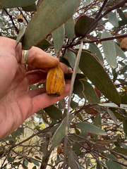 Eucalyptus forrestiana, photograph (c) Tyler Anthony, some rights reserved (CC BY)