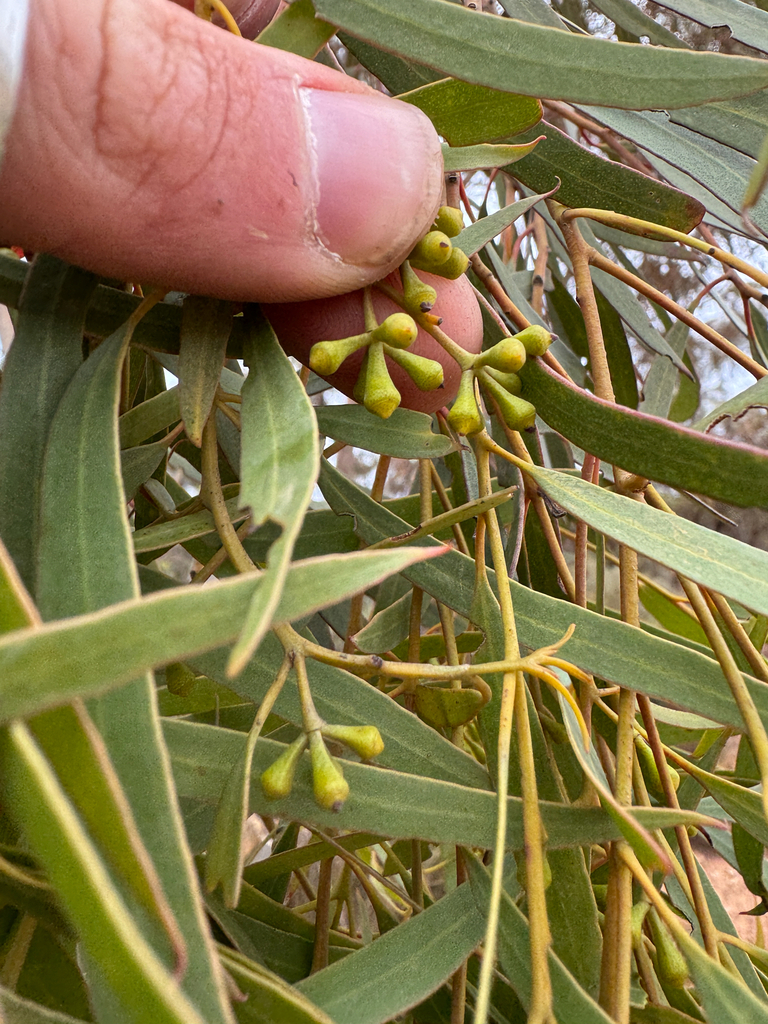 Eucalyptus quadrans