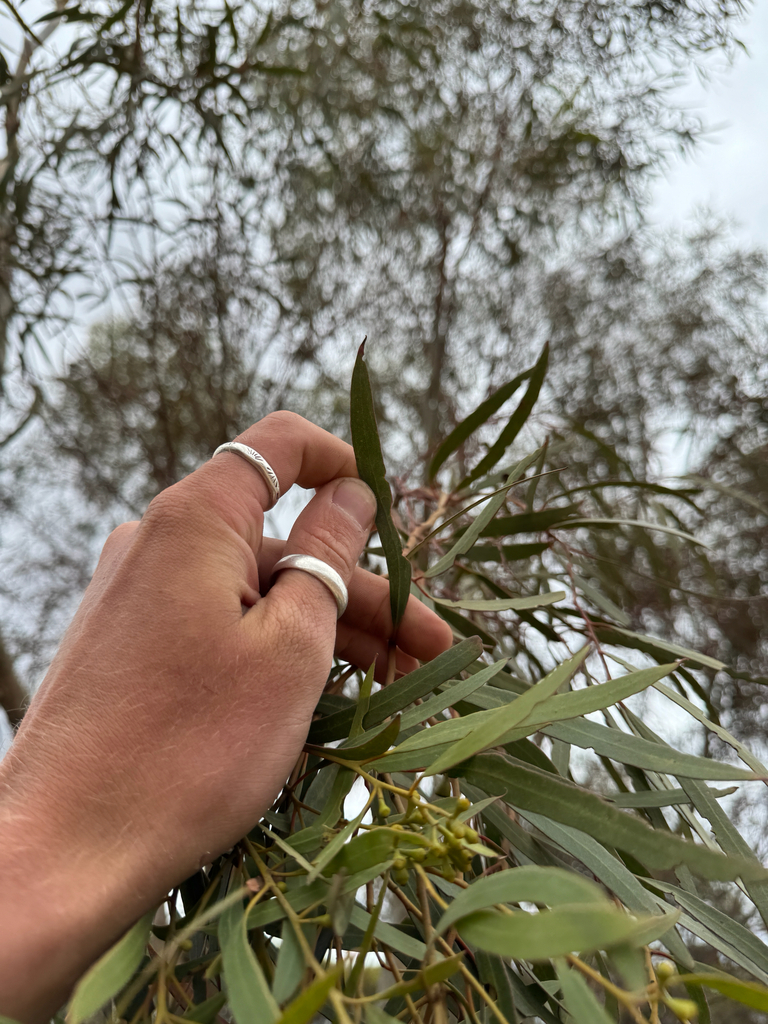 Eucalyptus quadrans 2
