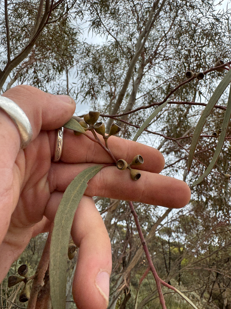 Eucalyptus quadrans 3