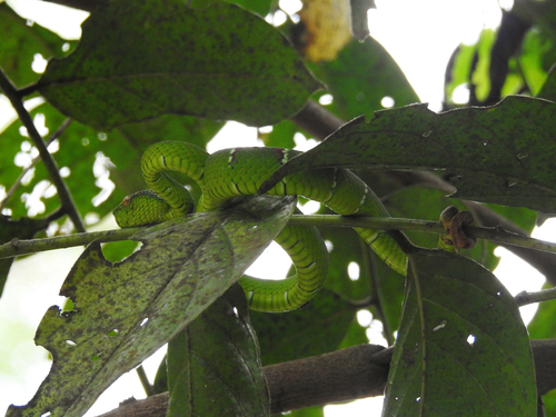 Bornean Keeled Pit Viper