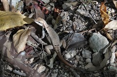 Leiocephalus macropus