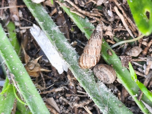 Cochlicella acuta