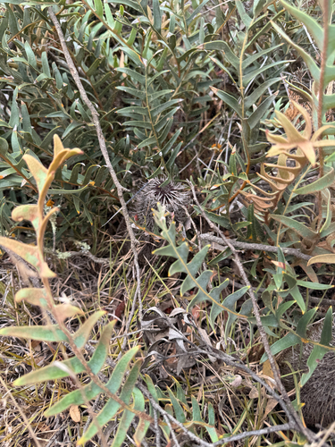 Fern-like banksia (Banksia blechnifolia)