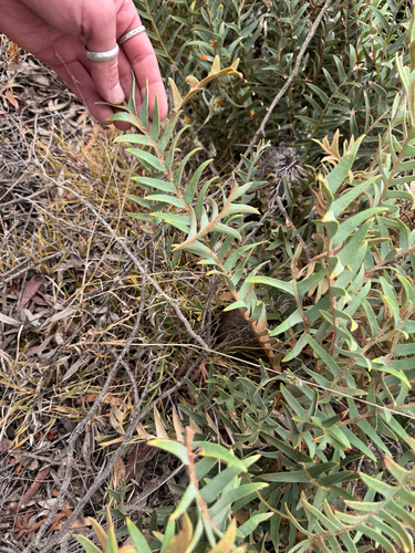 Banksia blechnifolia, photograph 5
