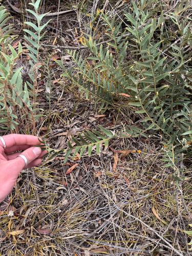 Banksia blechnifolia, photograph 6