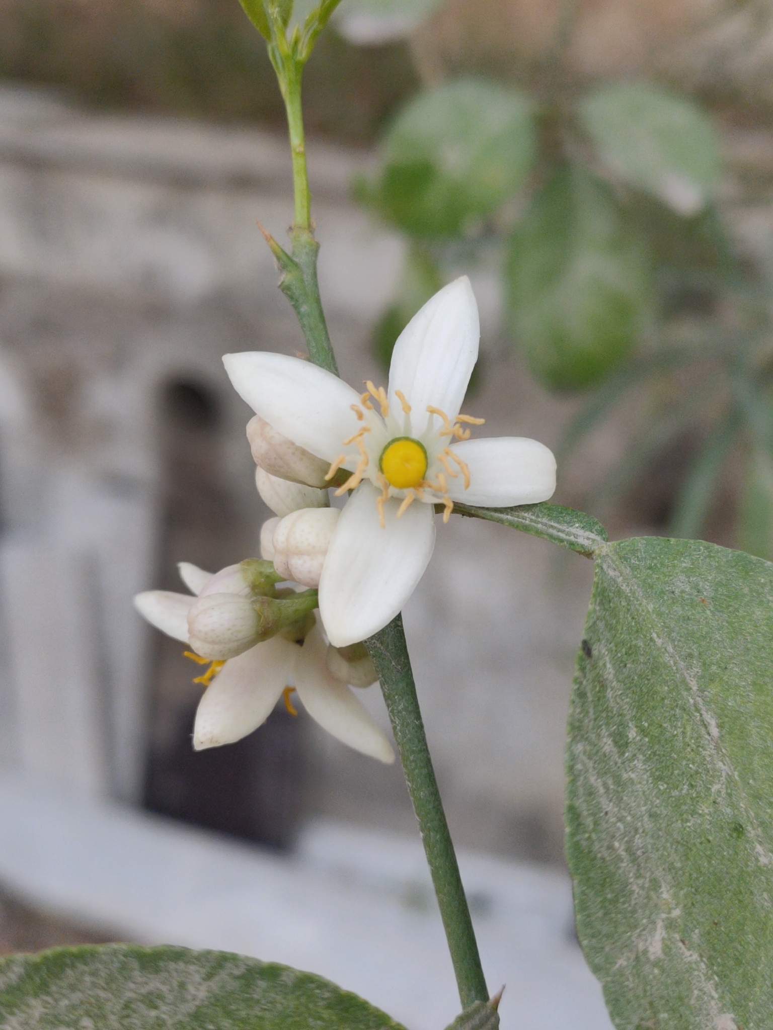 Citrus Tree - Slide 7