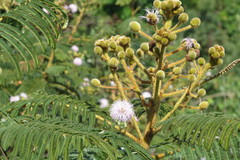 Mimosa claussenii