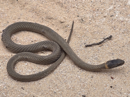 Masters' Snake