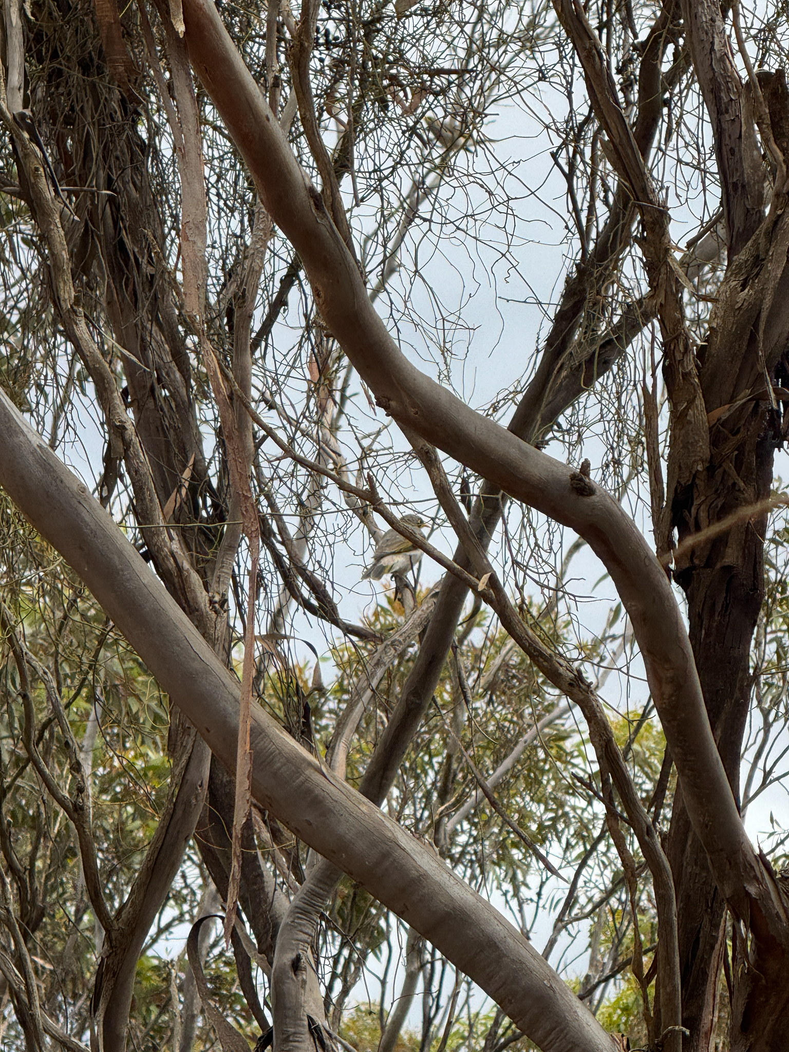 Yellow-throated Miner (Manorina flavigula), photo 7