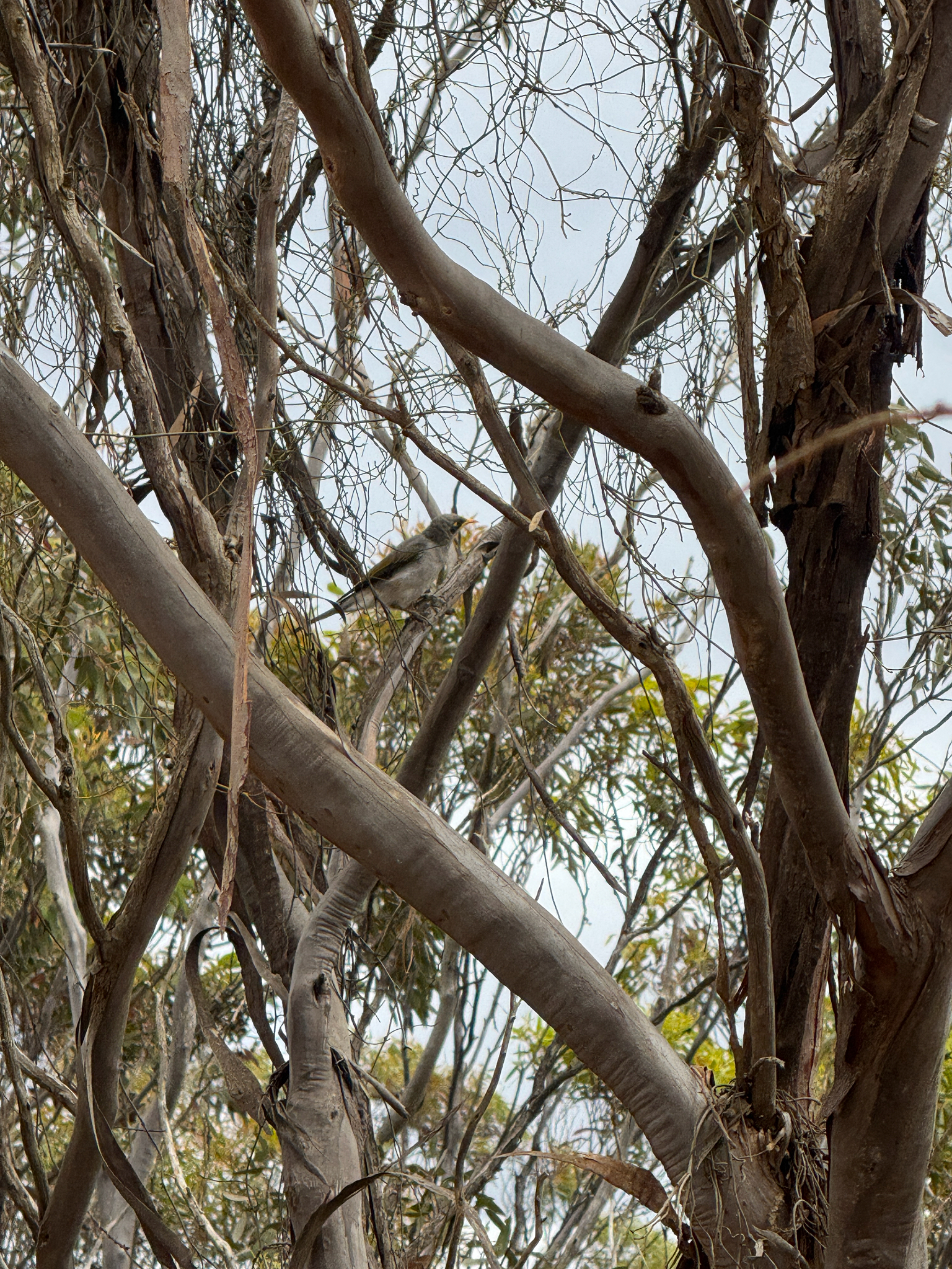 Yellow-throated Miner (Manorina flavigula), photo 8