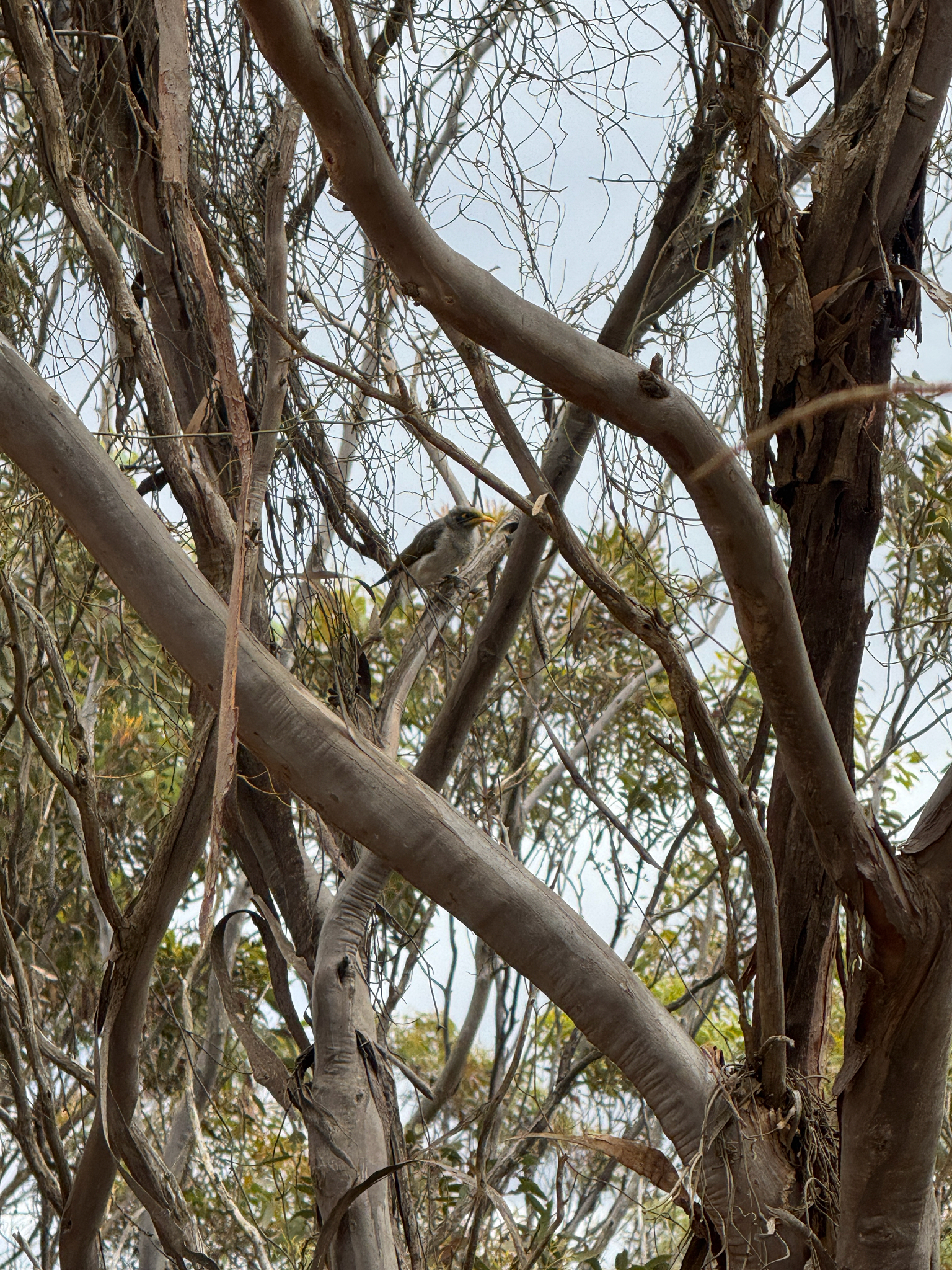 Yellow-throated Miner (Manorina flavigula), photo 6