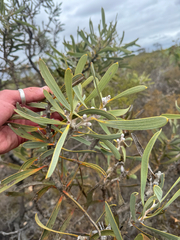 (c) Tyler Anthony, some rights reserved (CC BY) Hakea cinerea, photograph (c) Tyler Anthony, some rights reserved (CC BY)