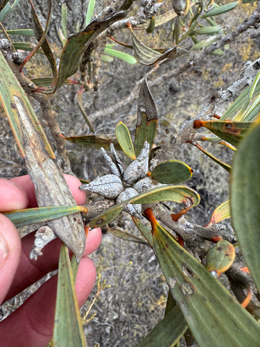 Hakea cinerea observed 2026-02-12