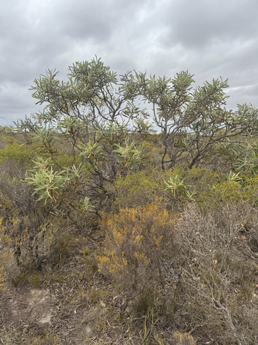 Hakea cinerea, photograph 6