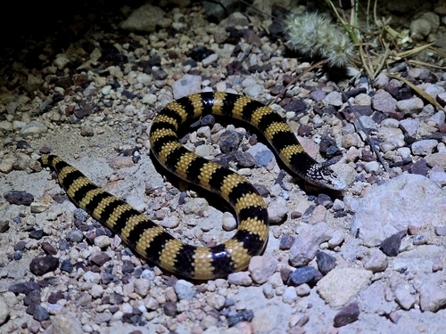 Southern Desert Banded Snake