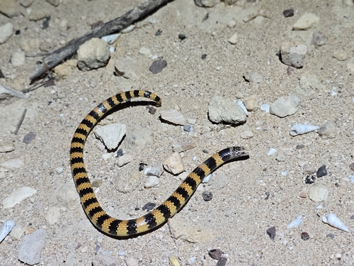 Southern Desert Banded Snake