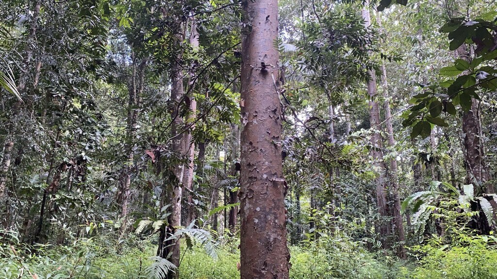 New Guinea kauri (Agathis labillardierei)