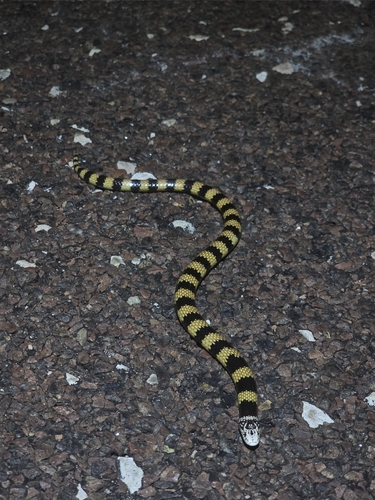 Southern Desert Banded Snake
