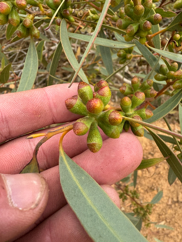 Alexander River Mallee (Eucalyptus micranthera)