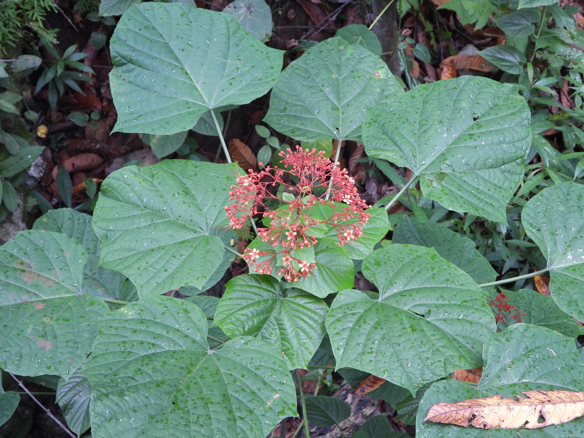 Hanuman Kireetam (Clerodendrum paniculatum)