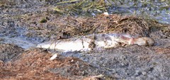 Micropterus salmoides
