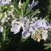 Rosemary - Photo (c) Giuseppe Buscemi, some rights reserved (CC BY-NC)