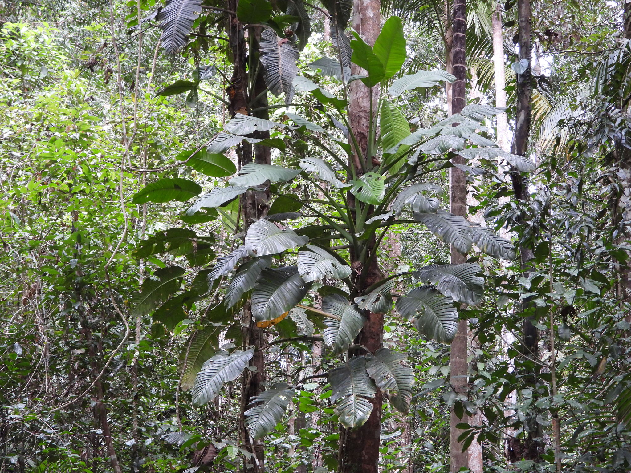 Epipremnum Amplissimum