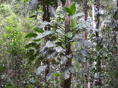 Giant Pothos (Epipremnum amplissimum)