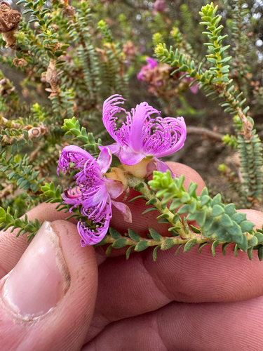 Melaleuca pulchella, photograph 3
