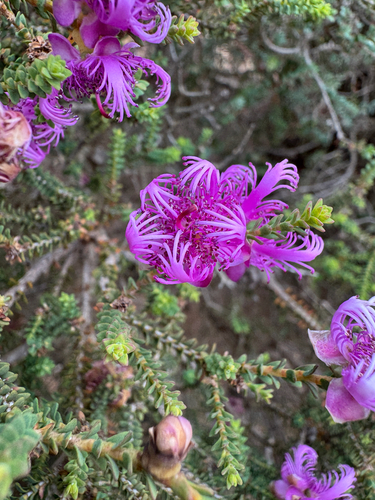 claw flower (Melaleuca pulchella)