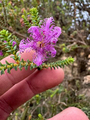 Melaleuca pulchella, photograph 2