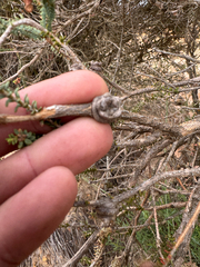(c) Tyler Anthony, some rights reserved (CC BY) Melaleuca pulchella, photograph (c) Tyler Anthony, some rights reserved (CC BY)
