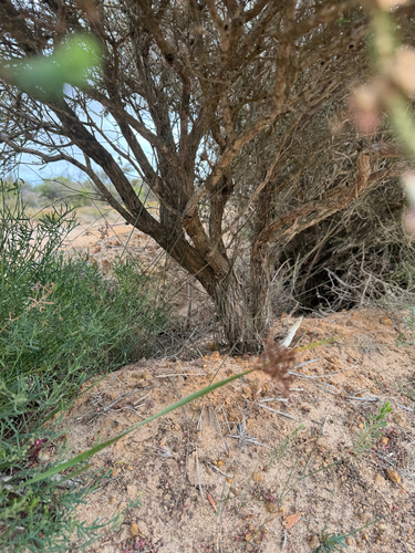 Melaleuca pulchella, photograph 6