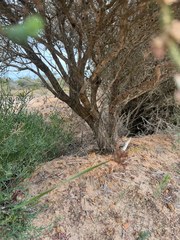 Melaleuca pulchella, photograph (c) Tyler Anthony, some rights reserved (CC BY)
