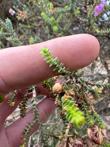 Melaleuca pulchella, photograph 5