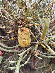 Banksia pilostylis