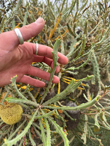 Banksia pilostylis, photograph 3