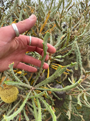 Banksia pilostylis, photograph (c) Tyler Anthony, some rights reserved (CC BY)