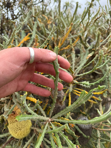 Banksia pilostylis, photograph 2