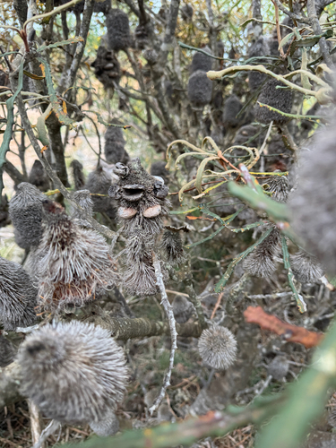 Banksia pilostylis, photograph 4