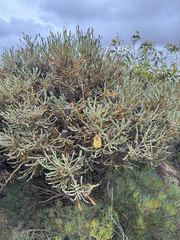 Banksia pilostylis, photograph (c) Tyler Anthony, some rights reserved (CC BY)